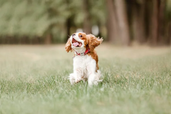 遊び心キャバリエ王チャールズ スパニエル犬は昼間に屋外でポーズ — ストック写真