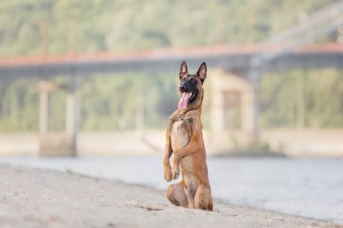Malinois köpeği kumsalda poz veriyor. 