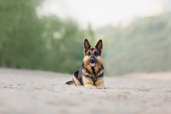 Alman Çoban Köpeği Kumsalda Poz Veriyor — Stok fotoğraf