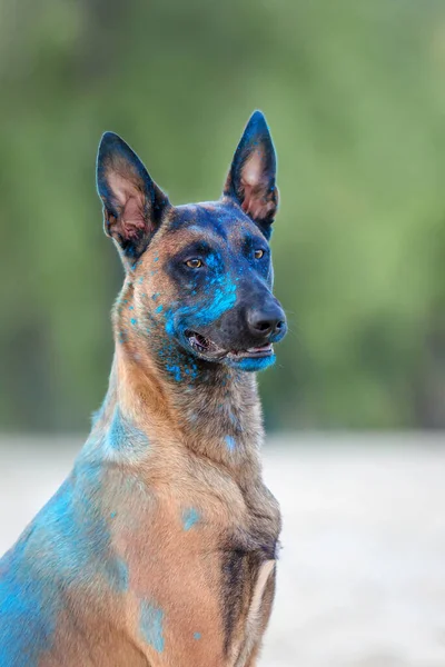 Малинойская Собака Синей Порошковой Краской Играет Открытом Воздухе — стоковое фото
