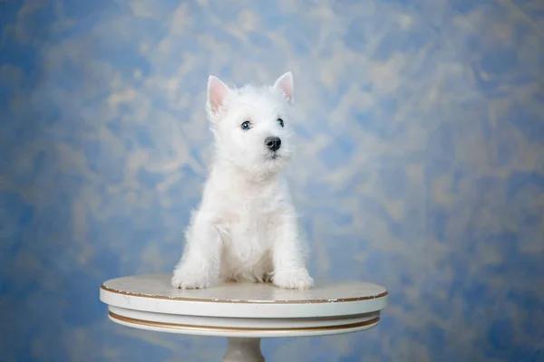 West Highland White Terrier Pentu Poseeraa Valkoinen Puinen Pöytä — kuvapankkivalokuva
