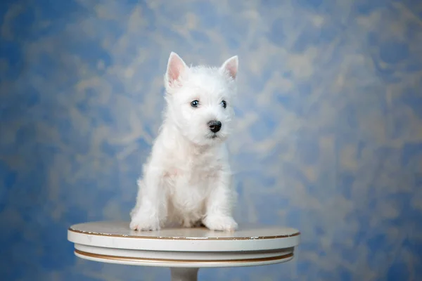 West Highland White Terrier Szczeniak Pozowanie Białym Drewnianym Stole — Zdjęcie stockowe