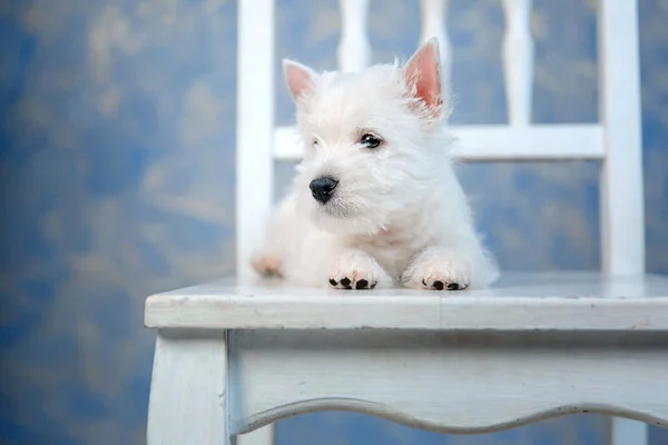 West Highland White Terrier Κουτάβι Ποζάρουν Λευκή Ξύλινη Καρέκλα — Φωτογραφία Αρχείου