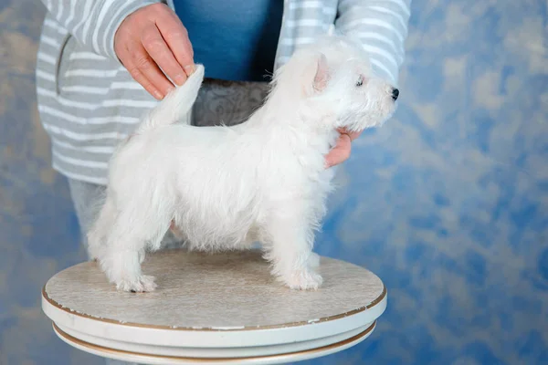 西ハイランドホワイトテリアの子犬を木製のテーブルの背景に保持する人の手 — ストック写真