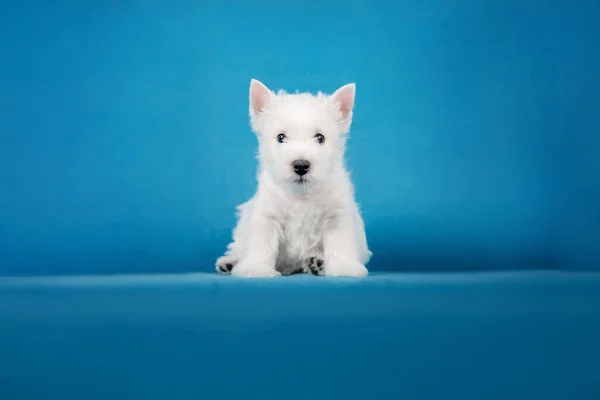 Close Portrait West Highland White Terrier Puppy Blue Background — Stock Photo, Image