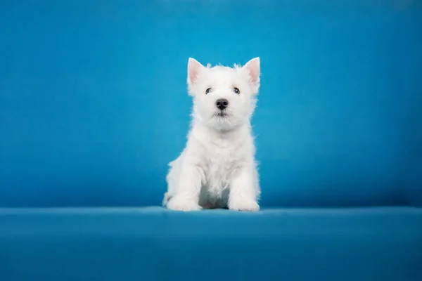 Zbliżenie Portret West Highland White Terrier Szczeniak Niebieskim Tle — Zdjęcie stockowe