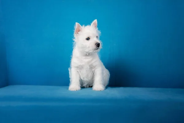 Közeli Portré West Highland White Terrier Kiskutya Kék Háttér — Stock Fotó