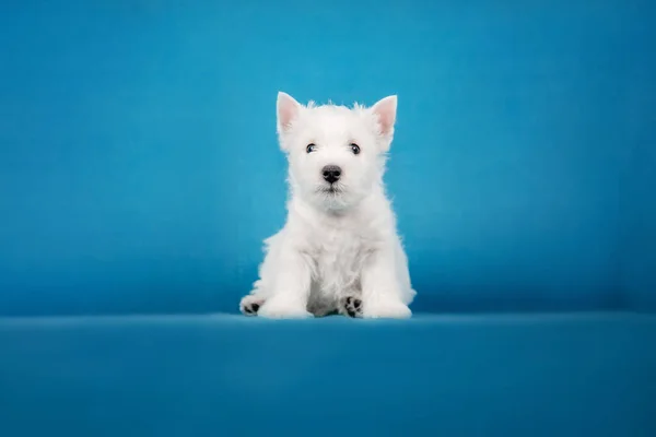 Lähikuva Muotokuva West Highland White Terrier Pentu Sinisellä Taustalla — kuvapankkivalokuva