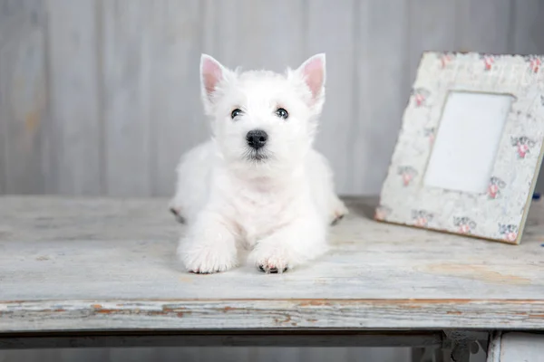 West Highland White Terrier Pentu Poseeraa Valkoinen Puinen Pöytä — kuvapankkivalokuva