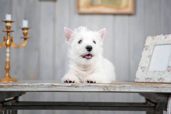 West Highland White Terrier Κουτάβι Ποζάρουν Λευκό Ξύλινο Τραπέζι — Φωτογραφία Αρχείου