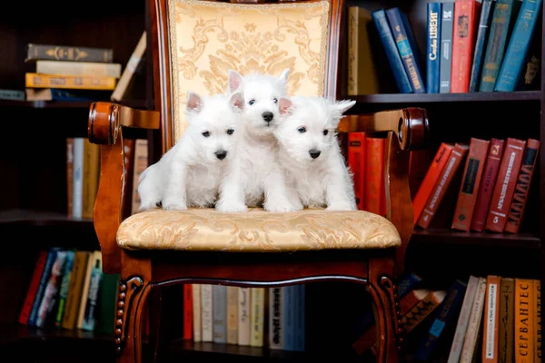 West Highland White Terrier Cachorros Acostados Silla — Foto de Stock