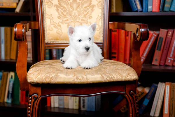 West Highland White Terrier Κουτάβι Που Βρίσκεται Στην Καρέκλα — Φωτογραφία Αρχείου