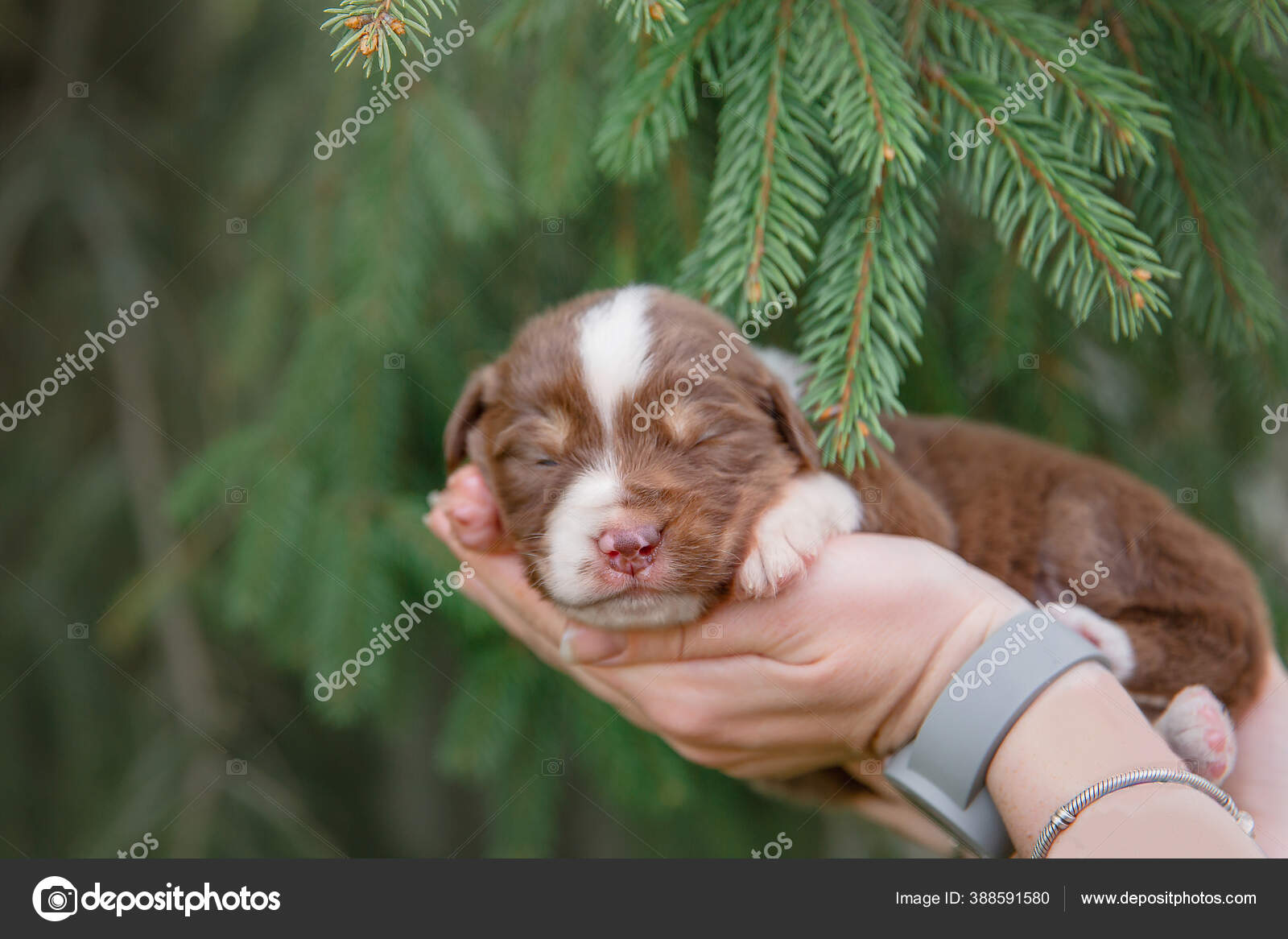 Foto Stock Cuccioli Felici Immagini Cuccioli Felici Royalty Free Depositphotos