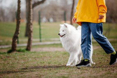 Samoed dog dışarıda küçük bir çocukla yürüyor.