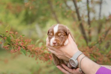 İnsan kucağında sevimli bebek Avustralyalı çoban köpeği.