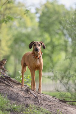 Vizsla kırmızı şirin köpek gündüz vakti dışarıda oynuyor. 