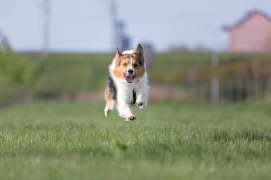 Gündüz vakti dışarıda oynayan üç renkli Border Collie köpeği.  