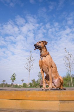 Vizsla kırmızı şirin köpek gündüz vakti dışarıda oynuyor. 
