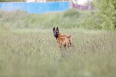 Kahverengi sevimli Malinois köpeği açık havada oynuyor