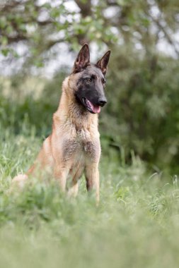 Kahverengi Malinois köpeğinin çimlerdeki portresini kapat. 