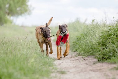 İki kahverengi Malinois köpeği yeşil alanda oynuyorlar.