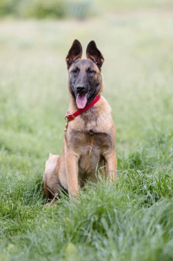Kahverengi Malinois köpeğinin çimlerdeki portresini kapat. 