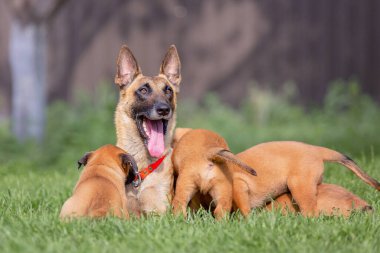Malinois kahverengi köpek ve yeşil yaz bahçesinde oynayan küçük yavrular. 