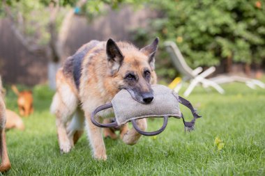 Alman çoban köpeği dışarıda oyuncak yastıkla oynuyor. 