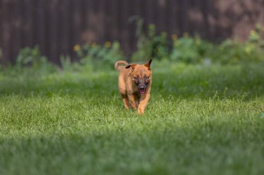 Şirin kahverengi Malinois köpeği yeşil bahçede oynuyor. 