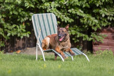 Yeşil yaz bahçesinde poz veren Malinois köpeği