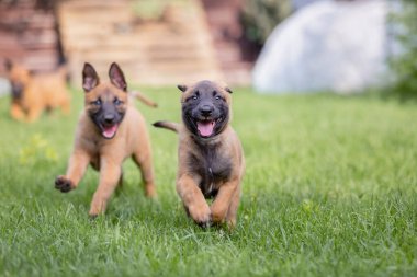 Kahverengi küçük sevimli Malinois yavruları açık havada oynuyorlar.