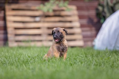 Şirin kahverengi Malinois köpeği yeşil bahçede oynuyor. 