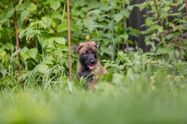 Şirin kahverengi Malinois köpeği yeşil bahçede oynuyor. 