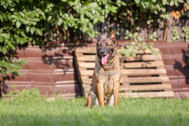 Yeşil yaz bahçesinde poz veren Malinois köpeği