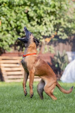 Malinois kahverengi köpek bahçe arka planında bahçe hortumuyla oynuyor.