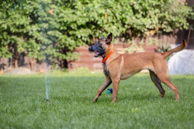 Malinois kahverengi köpek bahçe arka planında bahçe hortumuyla oynuyor.