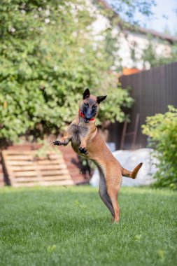 Malinois kahverengi köpek bahçe arka planında bahçe hortumuyla oynuyor.