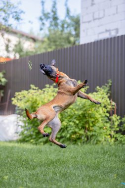 Malinois kahverengi köpek bahçe arka planında bahçe hortumuyla oynuyor.