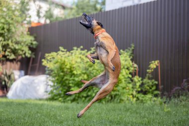 Malinois kahverengi köpek bahçe arka planında bahçe hortumuyla oynuyor.