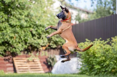 Malinois kahverengi köpek bahçe arka planında bahçe hortumuyla oynuyor.