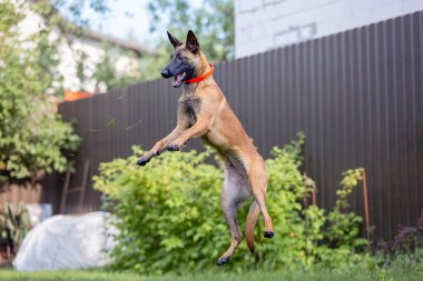 Malinois kahverengi köpek bahçe arka planında bahçe hortumuyla oynuyor.