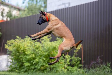 Malinois kahverengi köpek bahçe arka planında bahçe hortumuyla oynuyor.