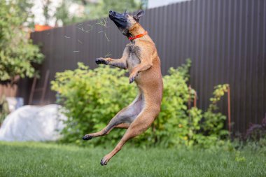 Malinois kahverengi köpek bahçe arka planında bahçe hortumuyla oynuyor.