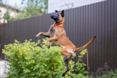 Malinois kahverengi köpek bahçe arka planında bahçe hortumuyla oynuyor.