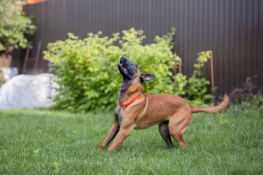 Malinois kahverengi köpek bahçe arka planında bahçe hortumuyla oynuyor.
