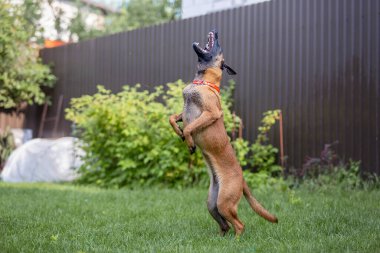 Malinois kahverengi köpek bahçe arka planında bahçe hortumuyla oynuyor.