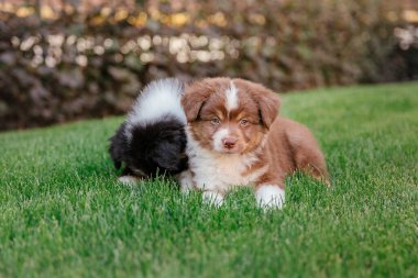 Bahçedeki çimlerin üzerinde poz veren sevimli Avusturyalı çoban köpekleri. 