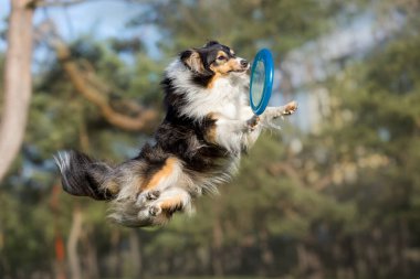 Gündüz vakti dışarıda oynayan üç renkli Border Collie köpeği.  