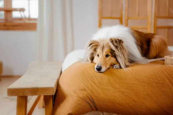 Rød Pels Groft Collie Hund Udgør Værelse Dekoration Baggrund - Stock-foto