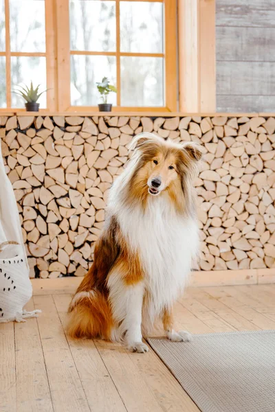 red fur rough collie dog posing on room decoration background